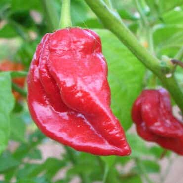 Naga Viper Pepper | Hottest peppers by Pepper johnny's