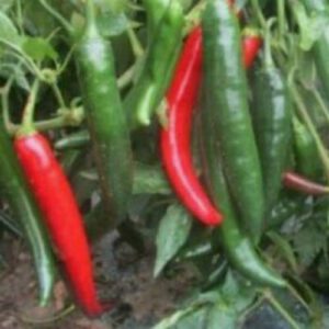 Hot long calabrian pepper