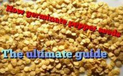 Germinate pepper seeds