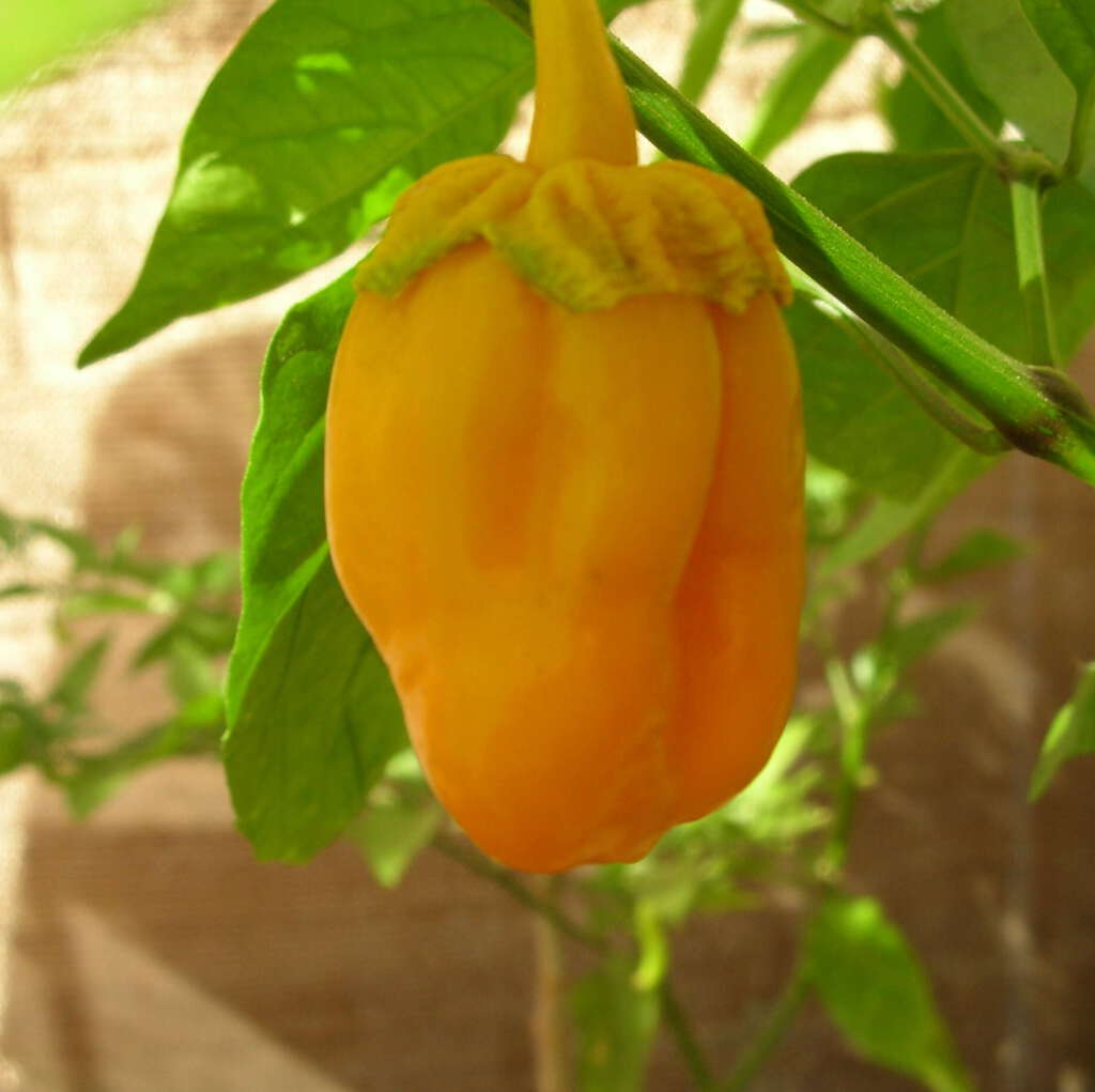 7 pot bubblegum yellow isolated pepper seeds | Pepper johnny's