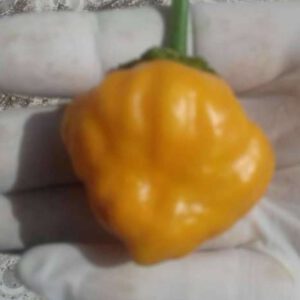 Jamaican scotch bonnet pepper
