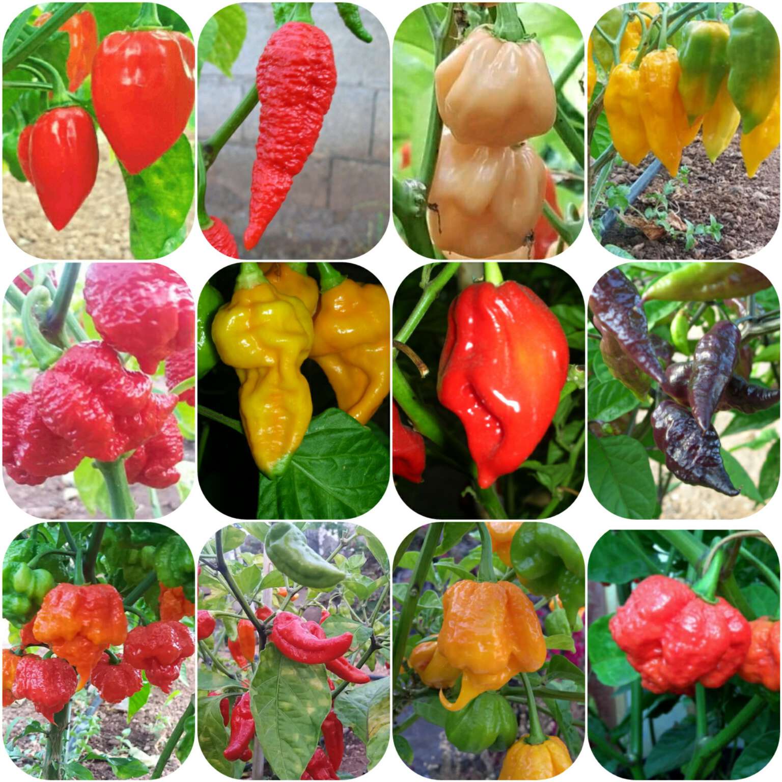 The Worlds Hottest peppers 120 Seeds | Pepper johnny's