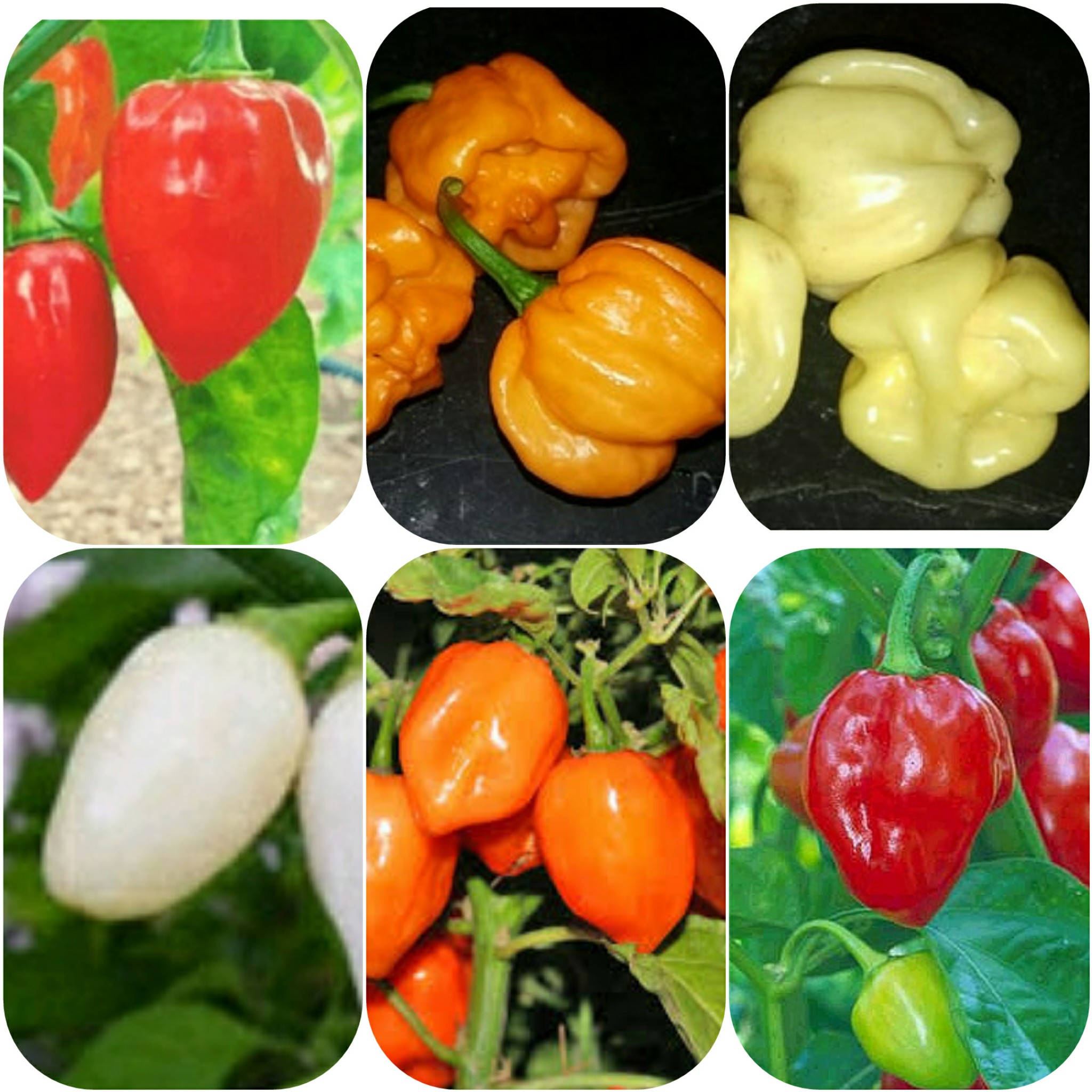 An Extremely Hot Habanero Chilli Variety Habanero Red Long 10 Seeds 