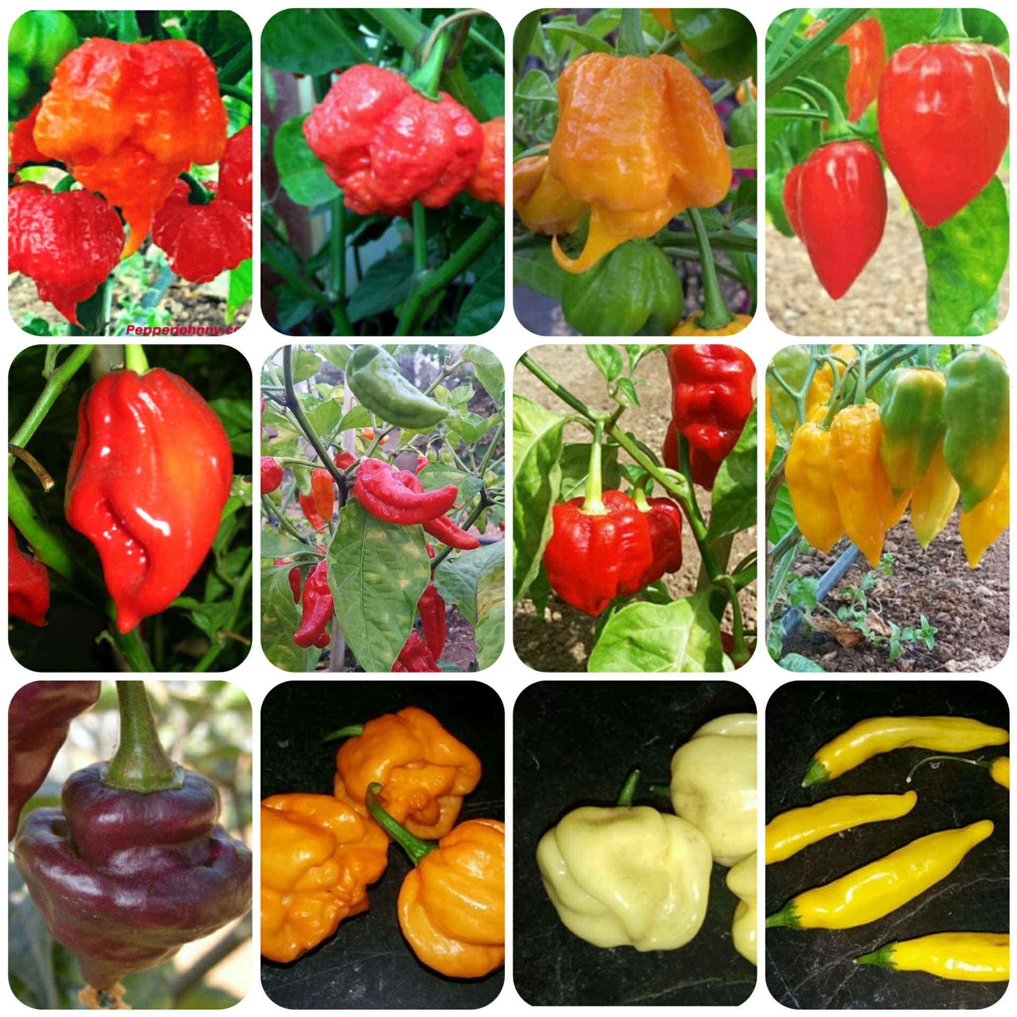 Chilli Collectors Chilli Pepper Pack - 17 Varieties of Chilli Pepper Seeds