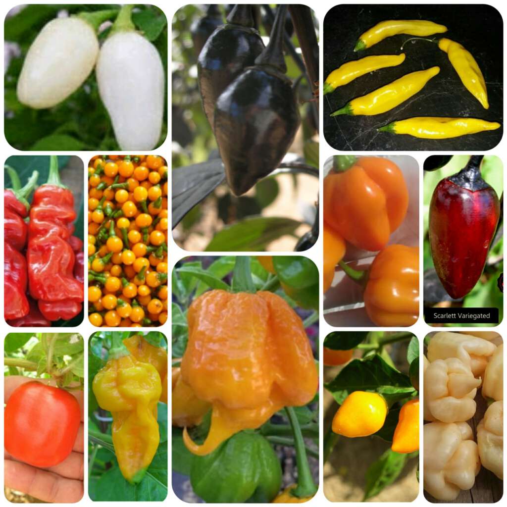 hot pepper seed for planting 12 hot peppers Pepper johnny's