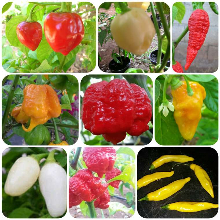 hottest pepper seeds collection 90 seeds | Pepper johnny's