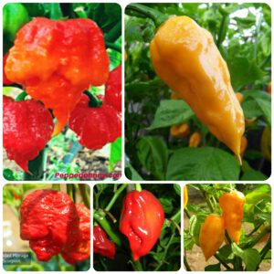 Five hottest peppers