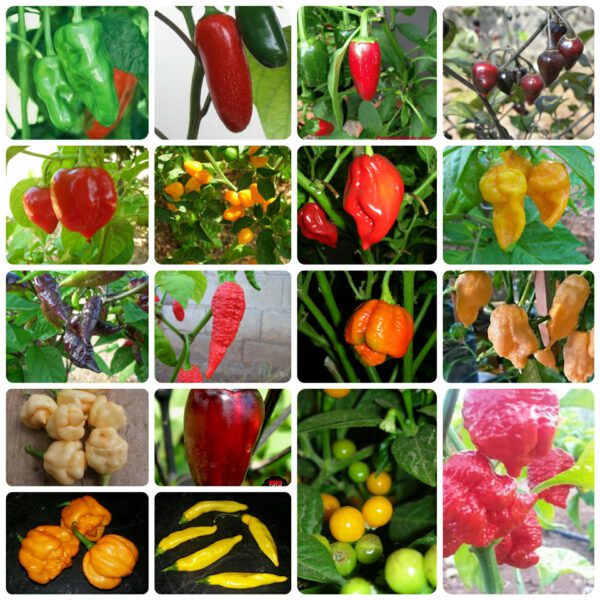 Hot pepper Seed collection