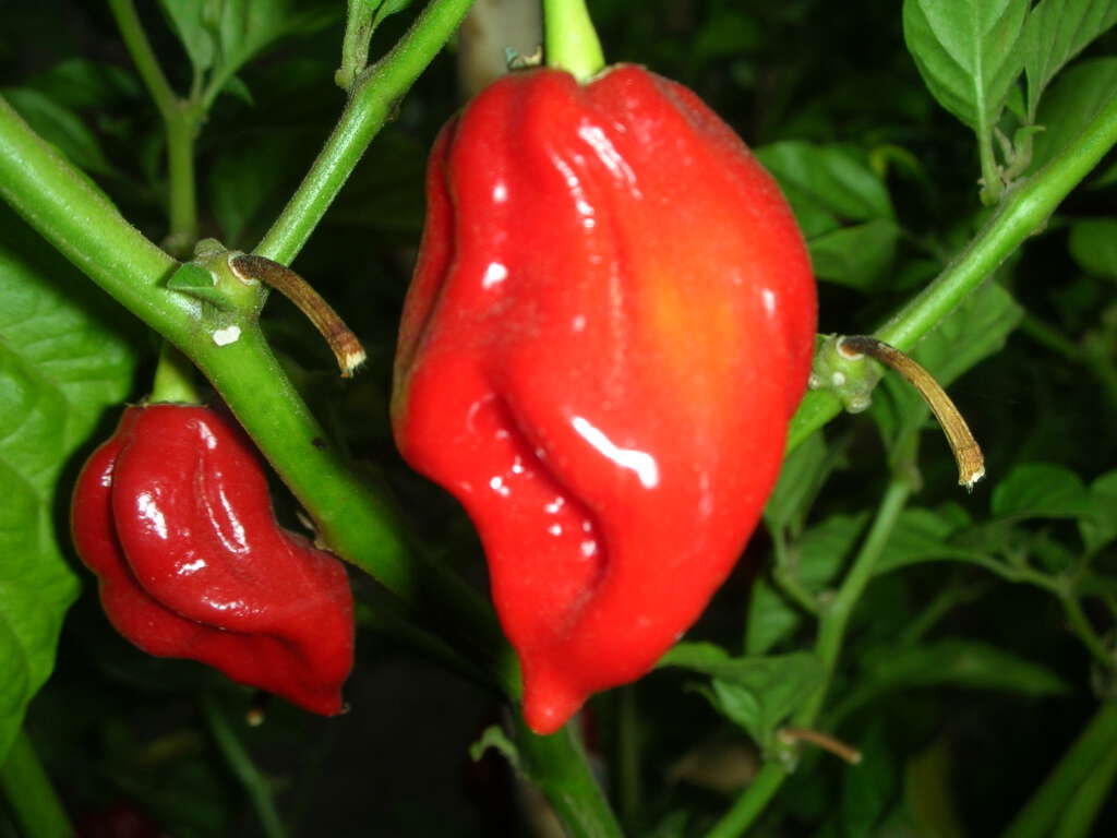 hottest  peppers