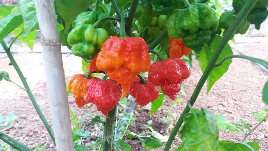 World's hottest peppers - Carolina reaper