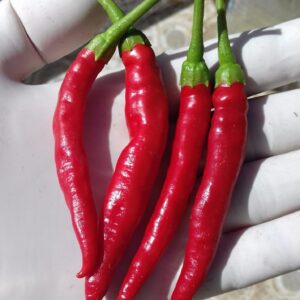 diavolicchio diamante calabrian chili pepper