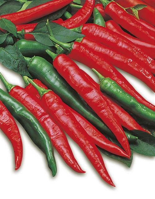 Hot long calabrian chillies