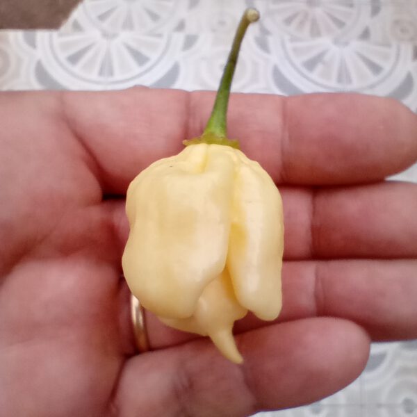 Carolina Reaper white